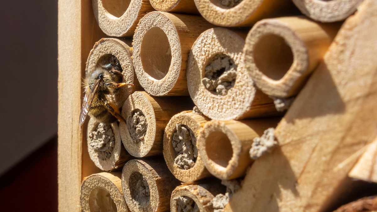 Gartenwerkstatt: Insektenhotels