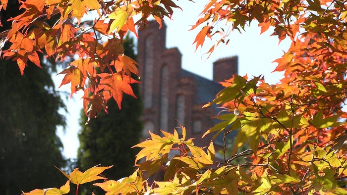 Autumnblade på et træ med en kirke i baggrunden