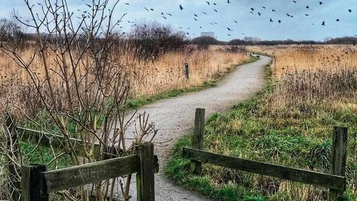 En sti gennem en naturpark med en skraalhege og en flok fugle i luften