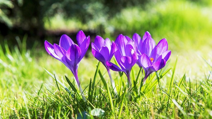 Violette Krokusse blühen im grünen Gras