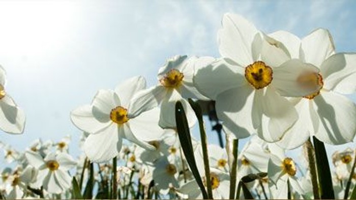 En stor mark med hvide narcisser under et klart blå himmel.