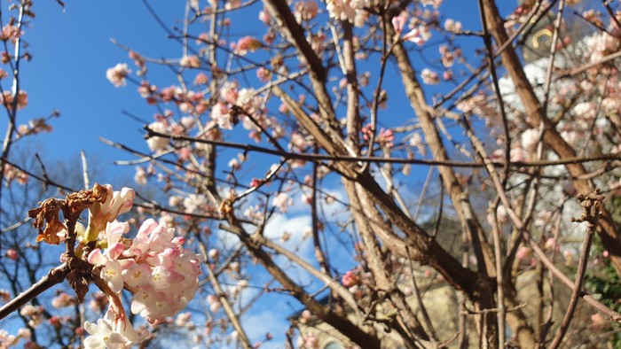 En blomstrende trægren mod en klar blå himmel