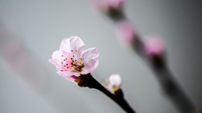 En blomst med blåaktige prøjer og mørke midter.