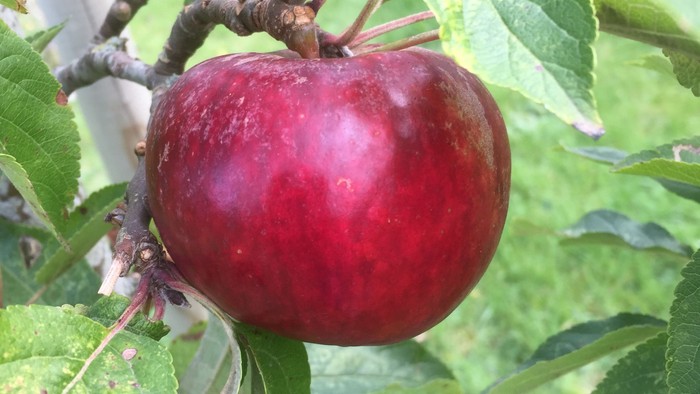 En rød æble hænger på en gren med blad.