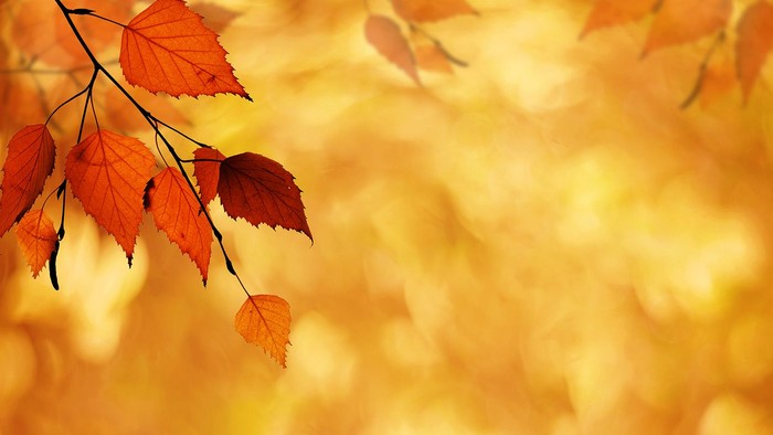 En gren med rødlige og orange løver foran et blømt, gult løvbælte.