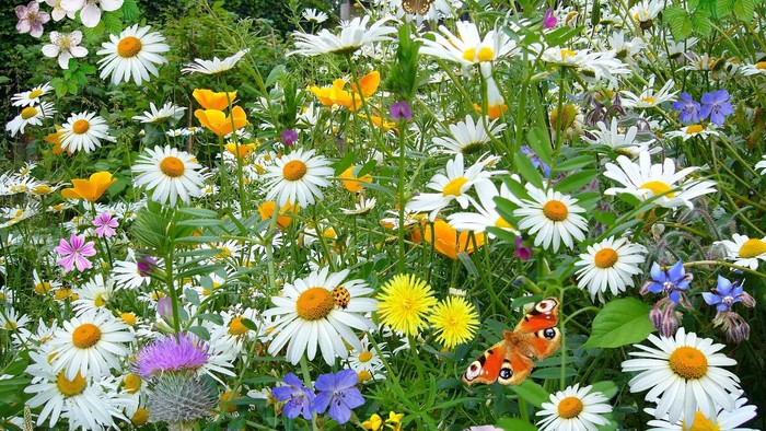 En blomstereng med mange daleblomster og andre farvede blomster, hvor flere sommerfugle er på blomsterne.