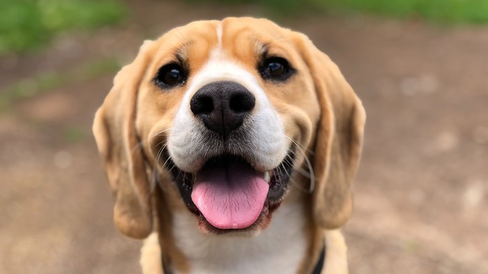 Ein brauner Hund mit rosa Zunge und schwarzem Halsband schaut in die Kamera.