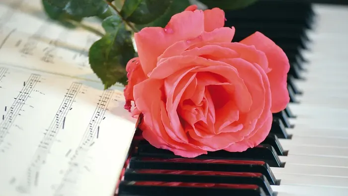 En rosa rose på et piano med noter