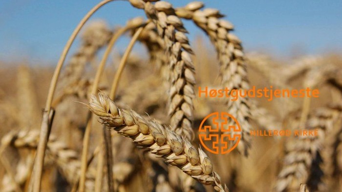 Høstgudstjeneste logo med kornstænger i en mark