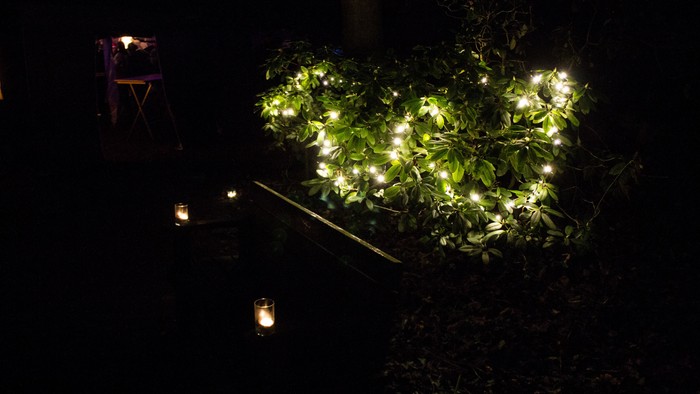 Bewachsene Fläche mit Lichtern im Dunkeln