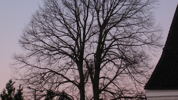 En stor, nakket træ med en lille hytte ved siden