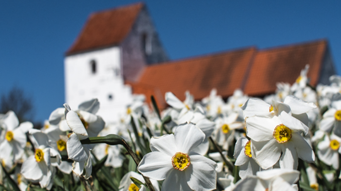 En hvid kirke med røde tagtag og en stor blomstereng med hvide blomster med gule midter.