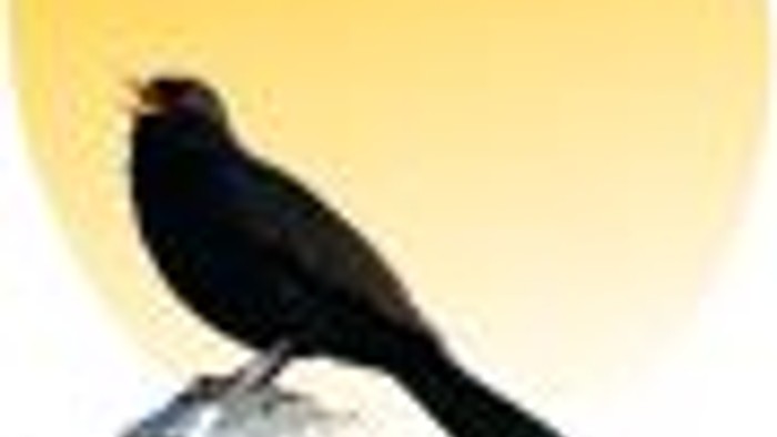 En sort fugl med lange ben og næb.