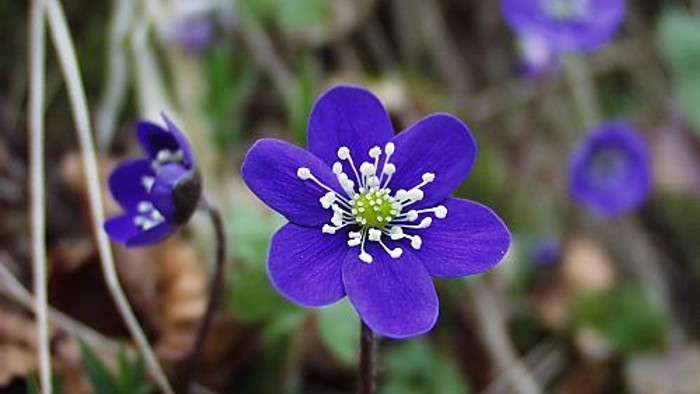 En blomst med blå kronblade og hvide stammer.
