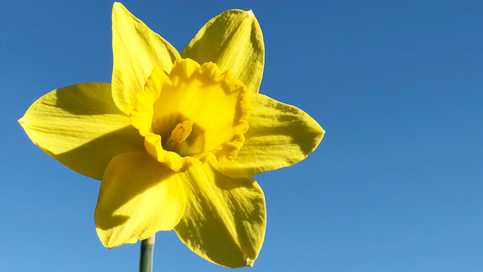 En lysgul narcisstjærne mod et klarblåt himmel.