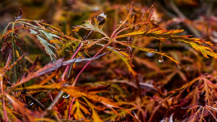 Et billede af faldende blad på en busk med rød og gul farve.