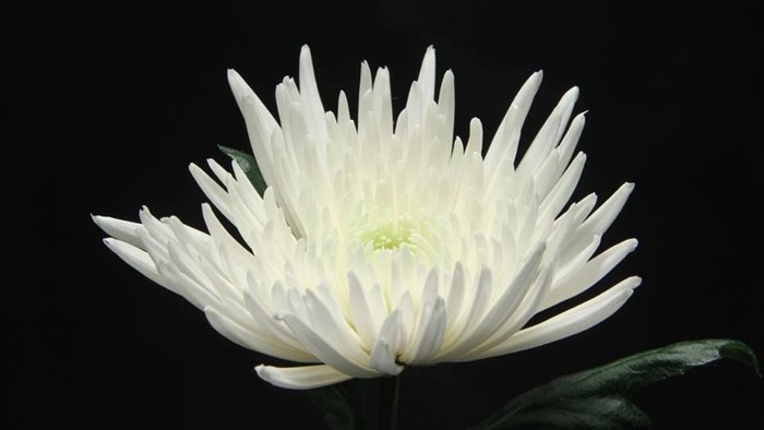 En stor, hvid kronesle med lange, spisse blomsterblade og et mørkt grønt blad i baggrunden.