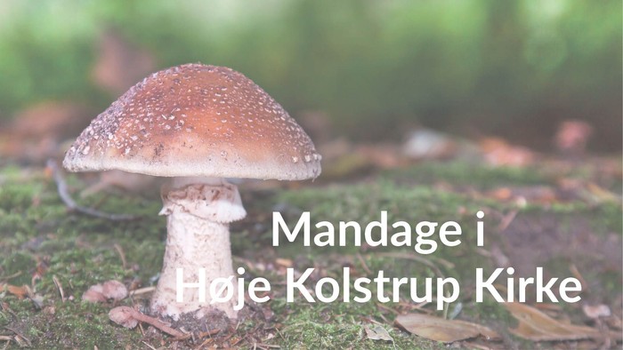 En enkelt svampe i skoven