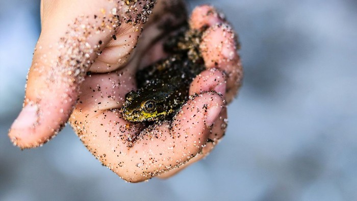 Kleine Kröte sitzt auf einer Hand