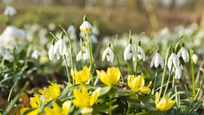 En blomstereng med hvide snødropper og gule kæmpemajur.