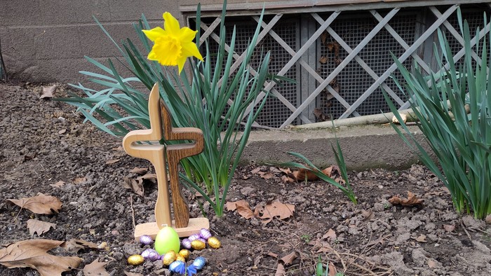 Ein Blumenbeet mit gelber Narzisse und blauen Blumen vor einem Holzzaun