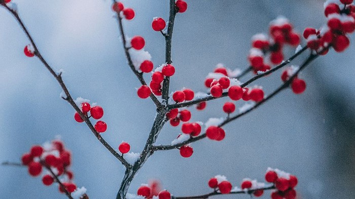 En gren med røde bær mod et blømt baggrund