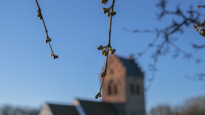 En gren med blomsterknopper mod en klar blå himmel og et hvidt tårn i baggrunden