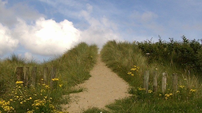 En smal sti gennem græs og gule blomster under et klart blå himmel.