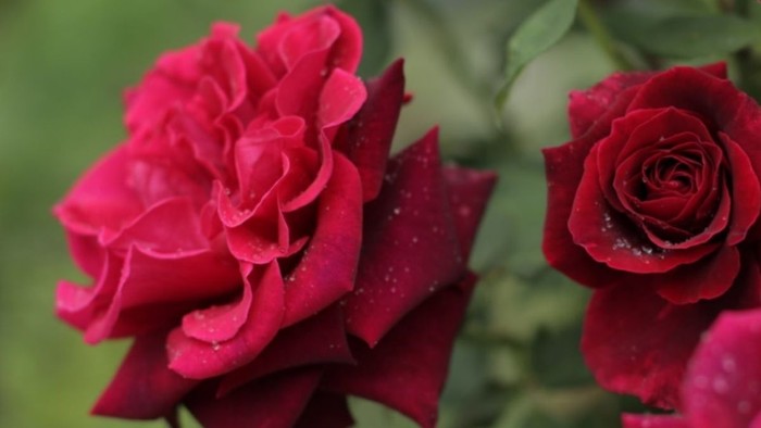 Zwei leuchtend rote Rosen mit Tautropfen in der Natur