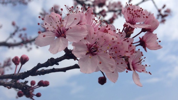 Blomstergren med rosa blomster mod himmel.