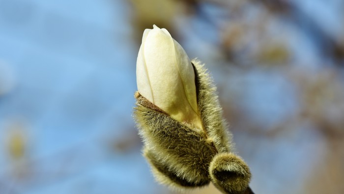 En blomsteknop på gren med bløde, lysegrønne blad.