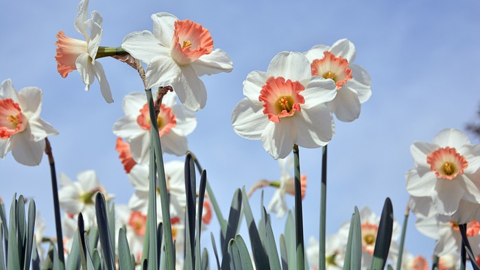 En stor blomsterbevægning med hvide og rosa narciser mod et klart blå himmel.