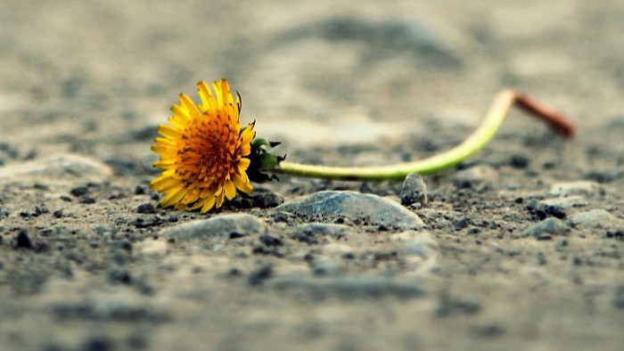 En gul blomst ligger på en grå, stenet overflade.