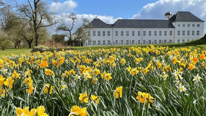 En stor gul tulipangård med et stort hvidt slot i baggrunden