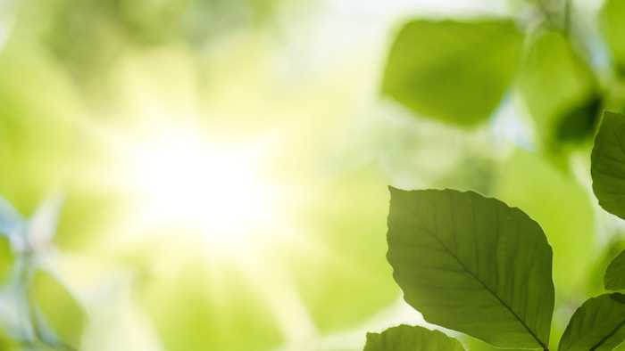 Grønne blade foran lyset