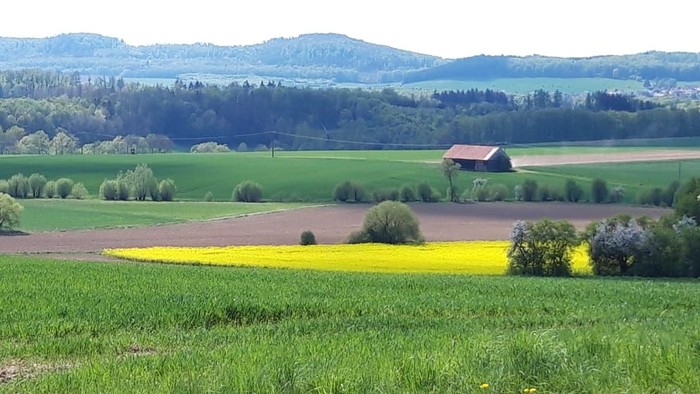 Weite grüne Felder mit gelben Blumen, eine rote Scheune und ferne Hügel.