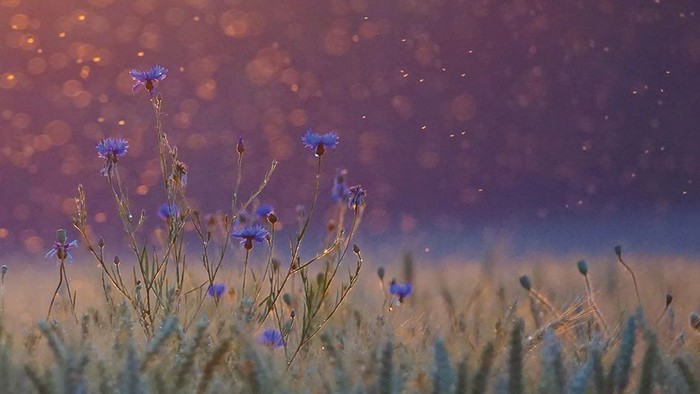 Blaues Kornfeld bei Sonnenuntergang
