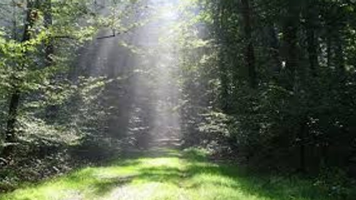 En smal, grøn skovsti med solskin som skinner gennem træerne.