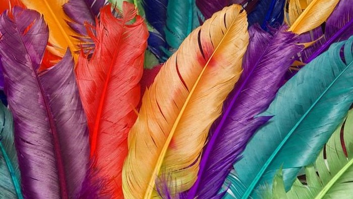 Bunte Federn in verschiedenen Farben wie Orange, Lila und Grün.