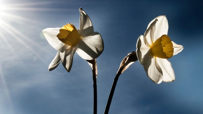 To dafoder med gule midter deler står højt mod en klar blå himmel.