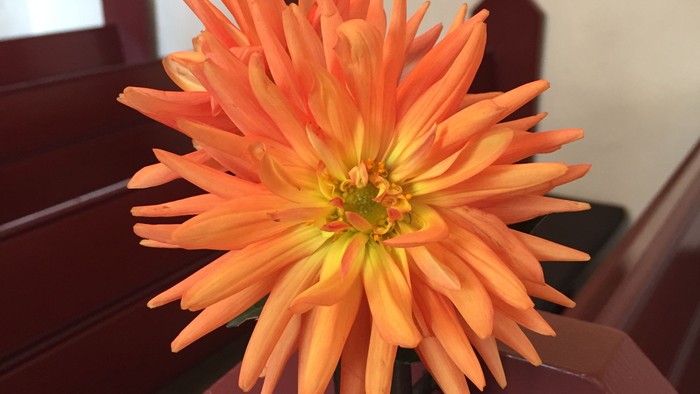 En orange kronesle og en rød vase på bord