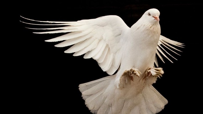 En hvid dunde flyver mod sort baggrund