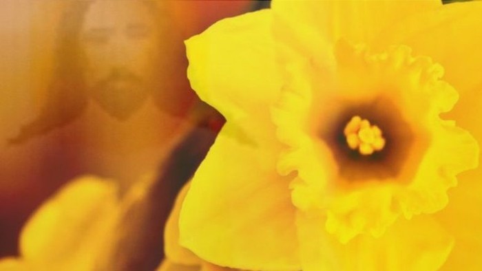 En lysegul narcisstjern blomsterer i forgrunden.