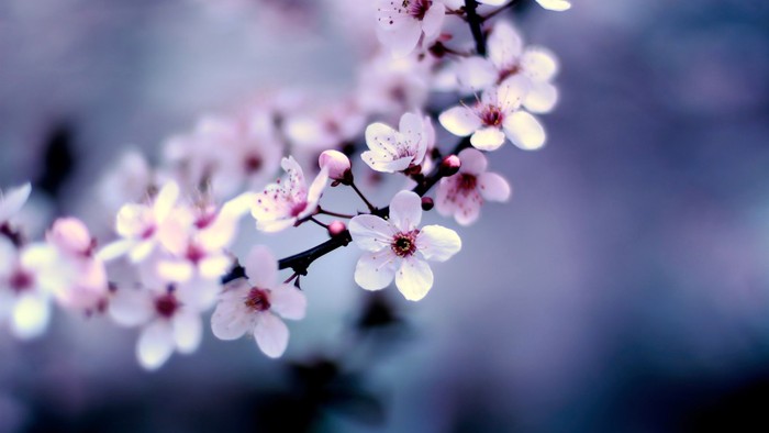 Smukke blomster i blød lysrosa tone