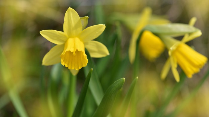 Guldaar med bløde grønne blade i naturligt lys