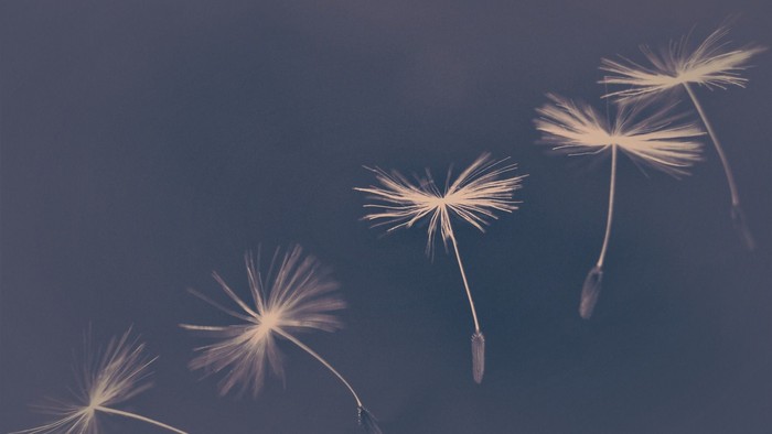 Schwebende Dandelion-Samen vor dunklem Hintergrund