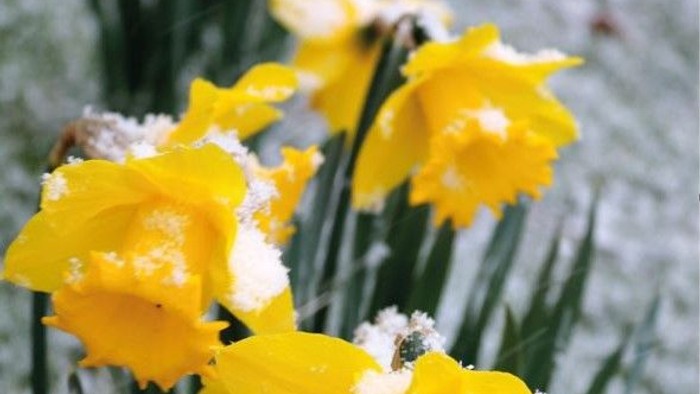 Guldaften blomster med sne på blærene