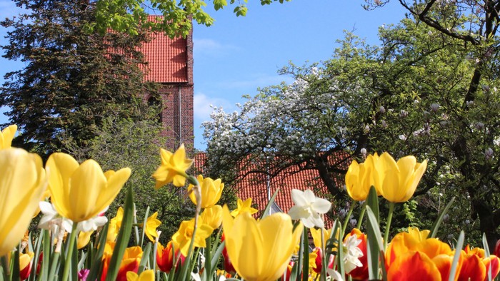 Gul og rød tulipaner foran røde murstensbygning og træer