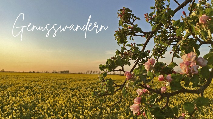 Blühender Busch im Feld bei Sonnenuntergang