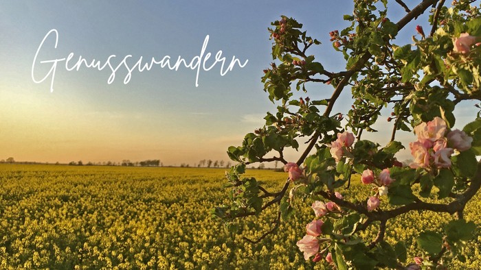 Blühender Busch im Feld bei Sonnenuntergang